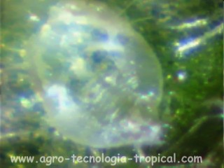 Ninfa de mosca blanca